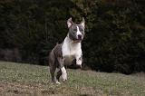 AMSTAFF ADULT 396